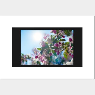 Cute apple blossom in the morning light Posters and Art